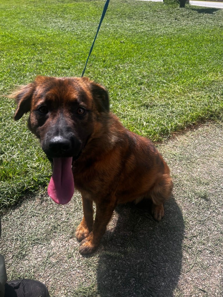 Photo of Yeager, adoptable Mixed Breed in Douglasville, Georgia