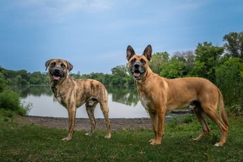 Photo of Maxx / Trig (fka Tig), adoptable German Shepherd Dog in St. Paul, Minnesota