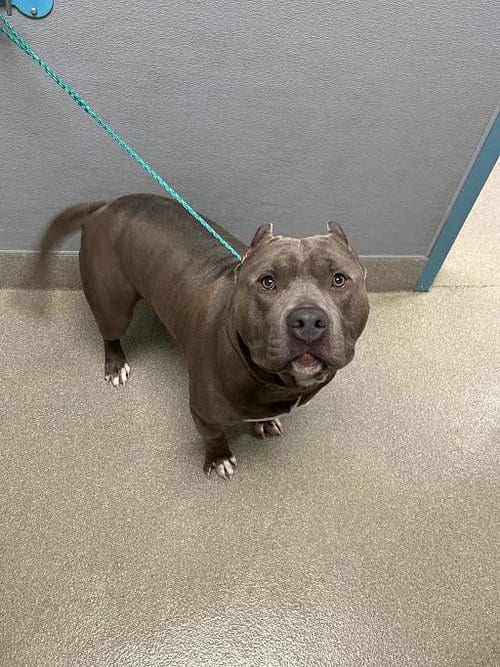 Photo of Moto Moto, adoptable Pit Bull Terrier in Las Vegas, Nevada