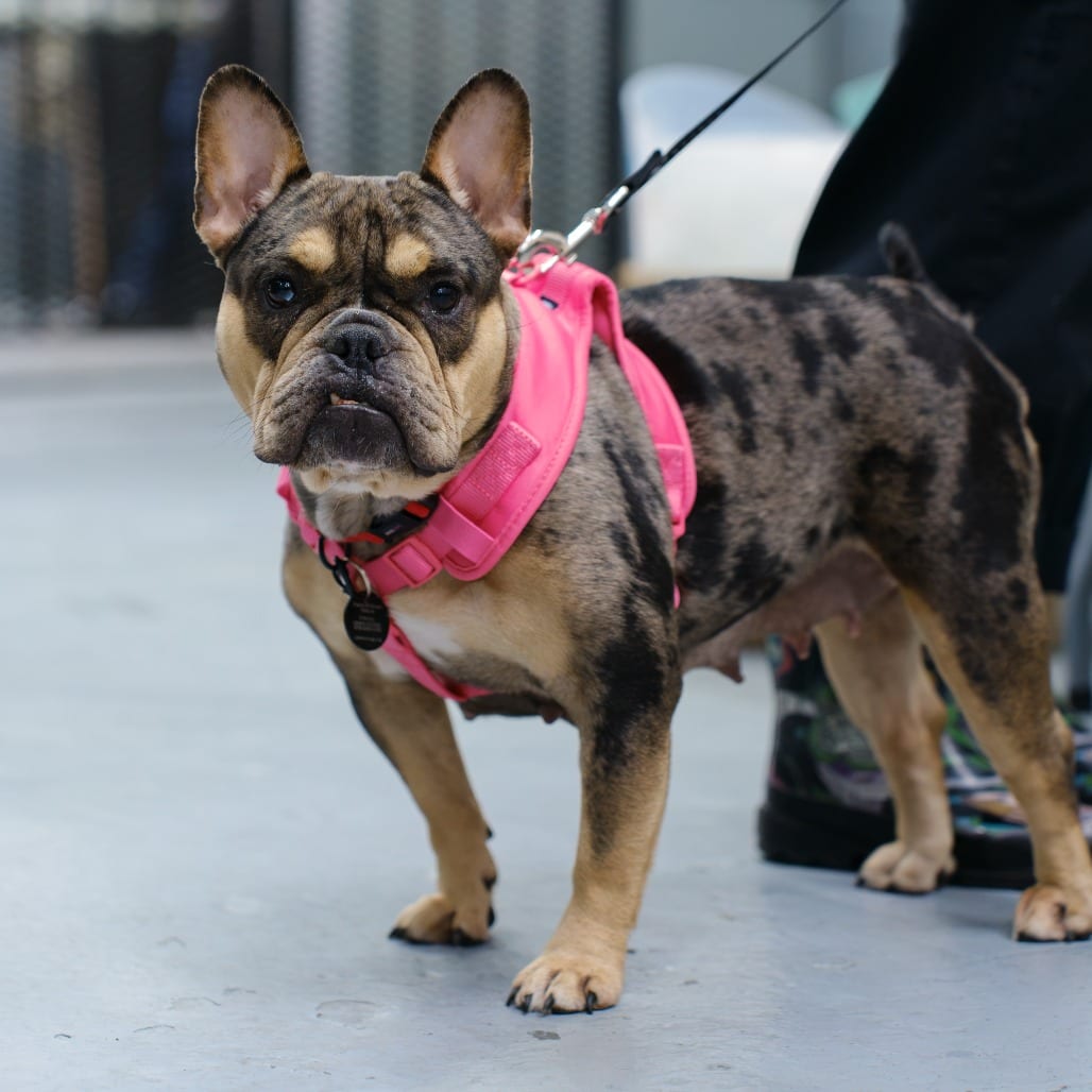 Photo of Guinness, adoptable Bulldog, French