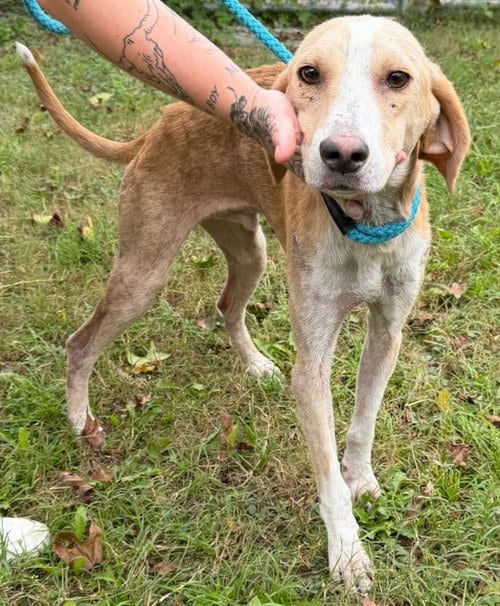 Photo of Landon, adoptable Hound in North Myrtle Beach, South Carolina