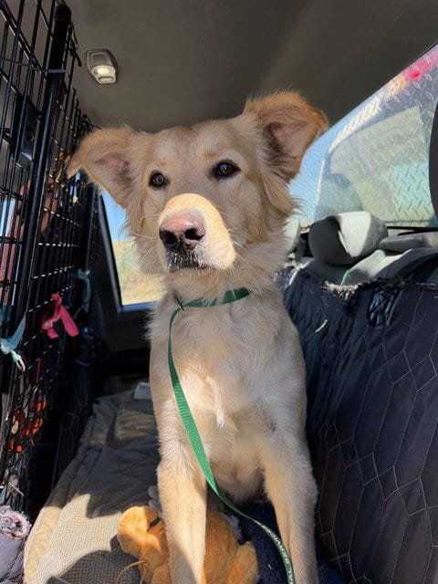 Photo of Velma, adoptable Golden Retriever in Casper, Wyoming