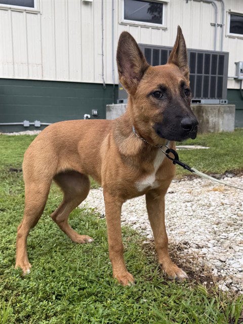 Photo of A311427, adoptable German Shepherd Dog in Naples, Florida