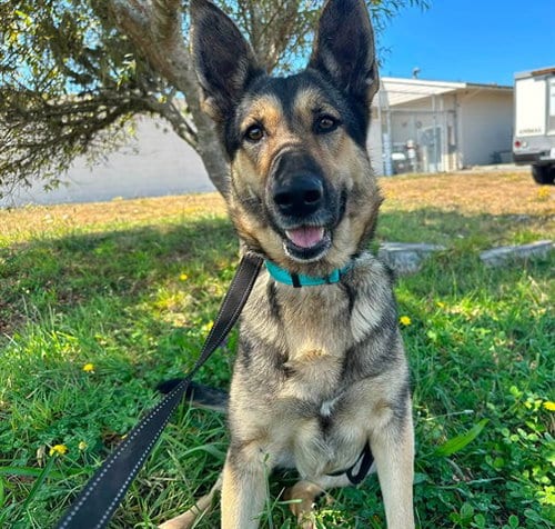 Photo of Scarlett, adoptable German Shepherd Dog in McKinleyville, California