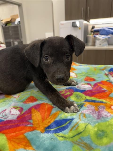 Photo of Birria, adoptable German Shepherd Dog in Baytown, Texas