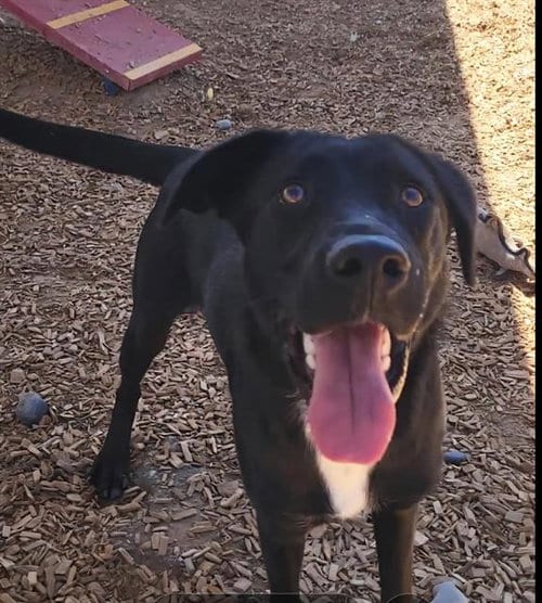 Photo of Sable, adoptable Labrador Retriever in Albuquerque, New Mexico