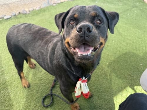 Photo of Adeline, adoptable Rottweiler in Phoenix, Arizona