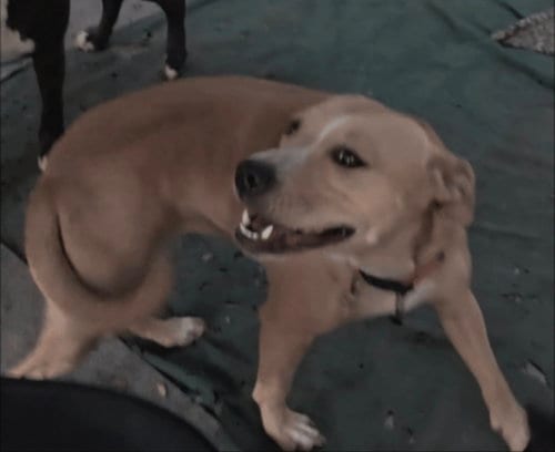Photo of Fiddler, adoptable American Pit Bull Terrier in San Diego, California