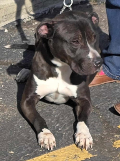Photo of Winston Tuxedo, adoptable Terrier in Ashville, Ohio