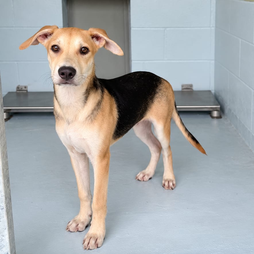 Photo of Payette 26-08-093, adoptable Shepherd in Bastrop, Texas