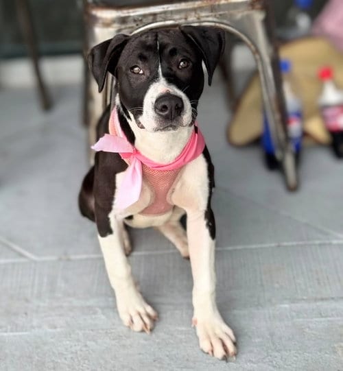 Photo of Raina - stormie litter, adoptable American Staffordshire Terrier in Holly Springs, North Carolina