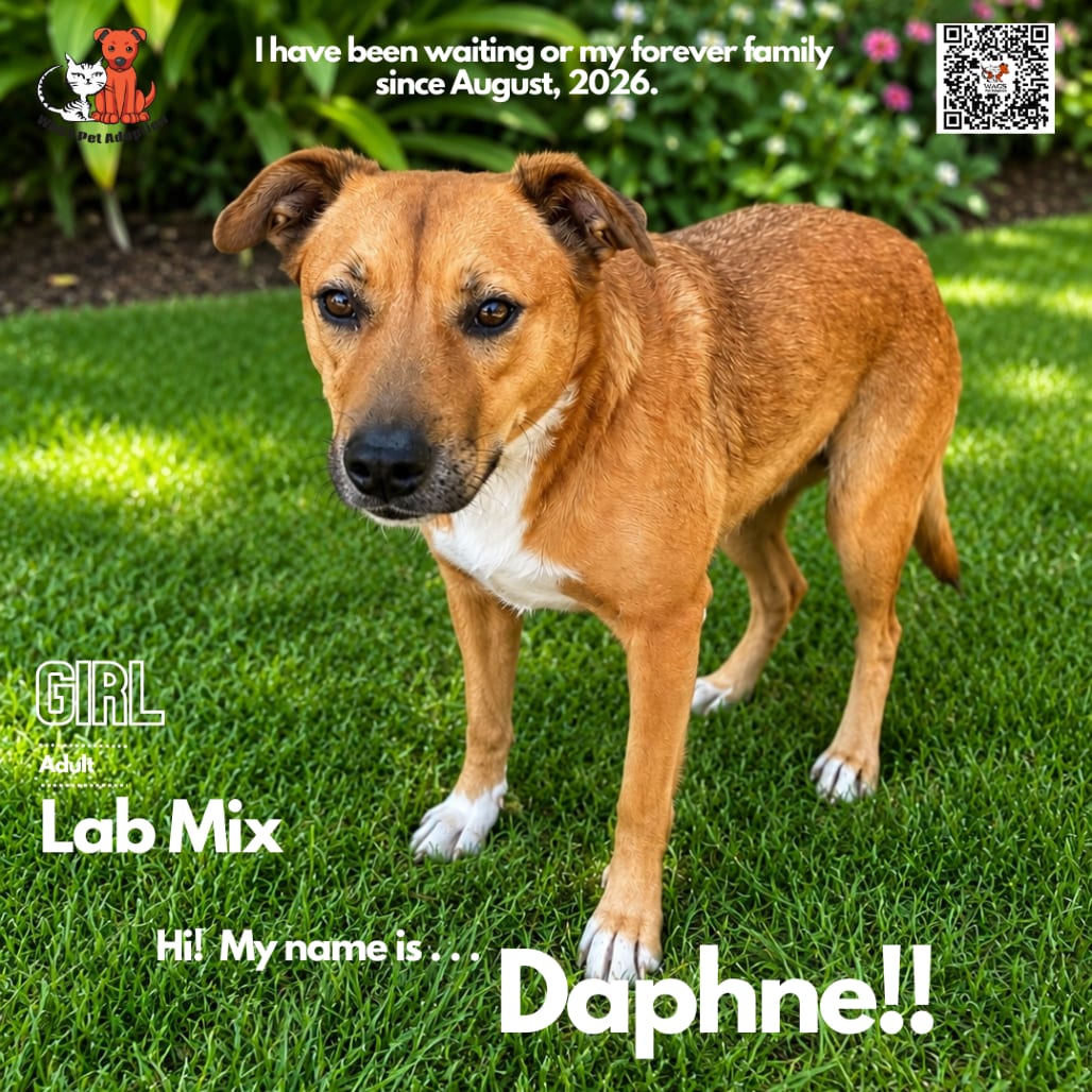 Photo of Daphne, adoptable Retriever, Yellow Labrador / Mix in Westminster, California