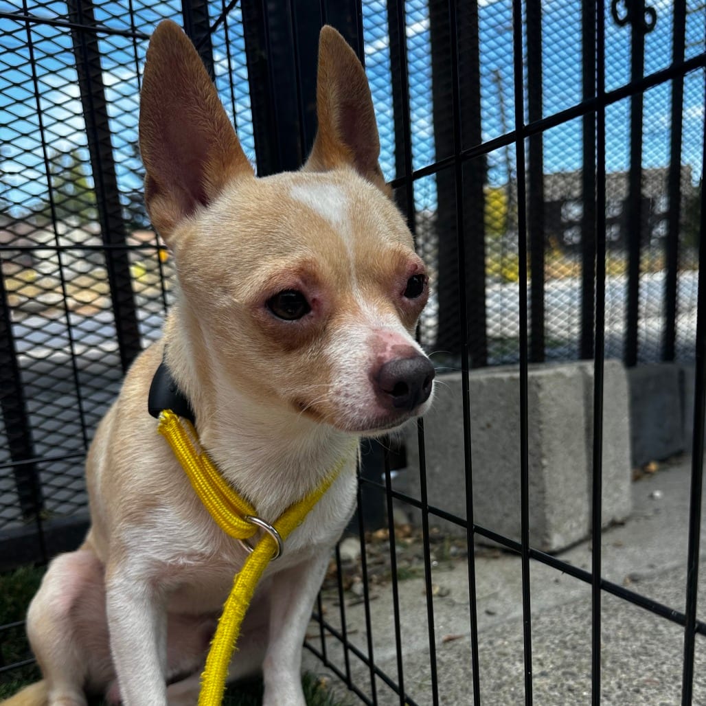 Photo of Collin, adoptable Chihuahua / Mixed Breed (Medium) in San Francisco, California