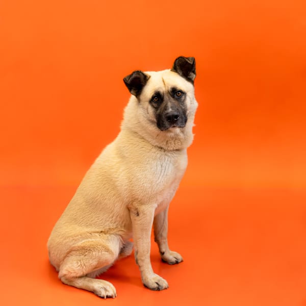 Photo of Fred, adoptable German Shepherd cross in Lawrenceville, Georgia