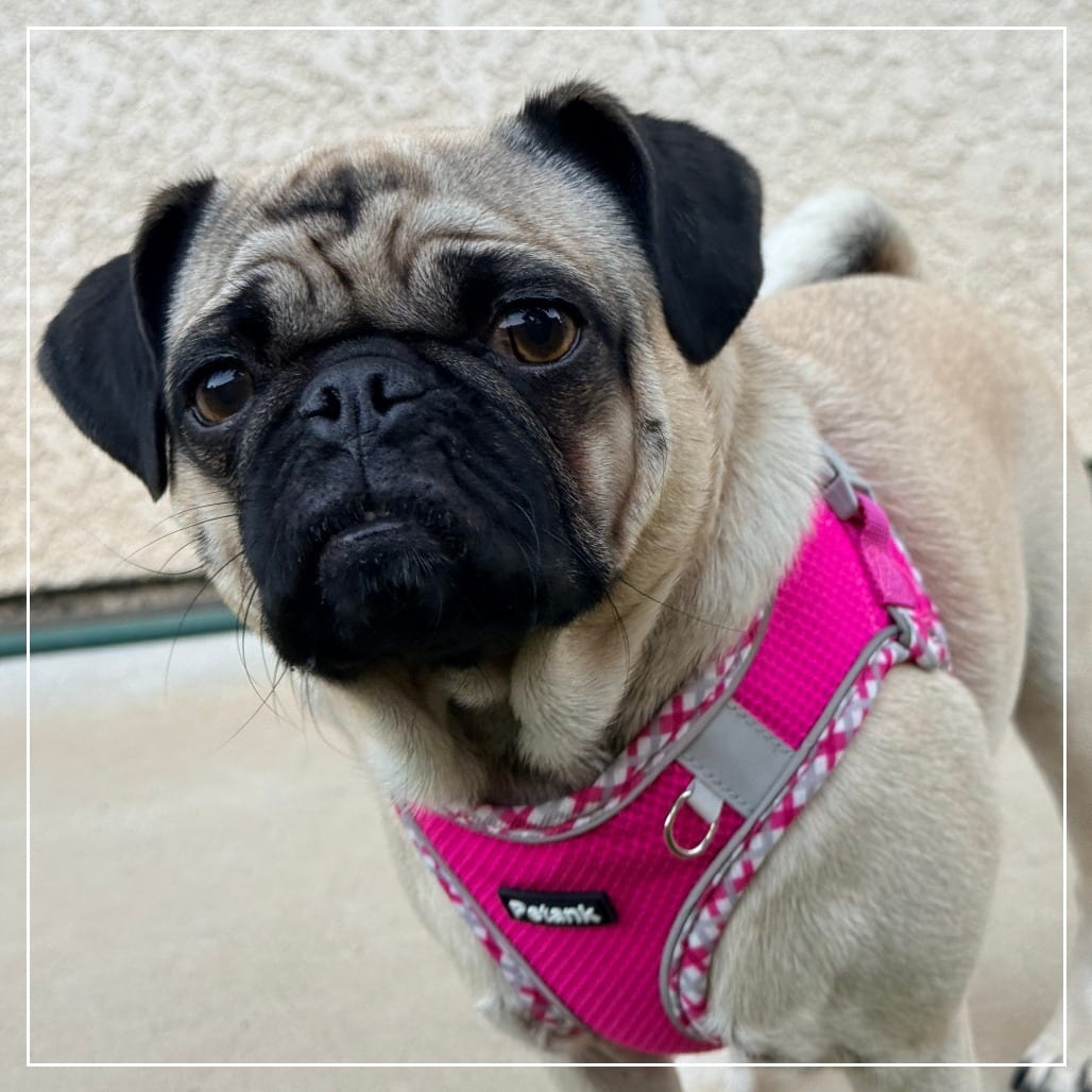 Photo of Rose, adoptable Pug in California, California