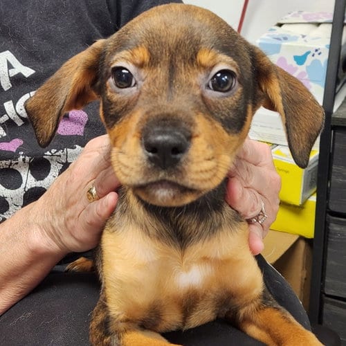 Photo of Dolly, adoptable Rottweiler in Walnutport, Pennsylvania