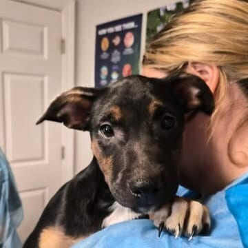 Photo of Cyrus, adoptable Australian Cattle Dog/Blue Heeler in Bolivar, Missouri
