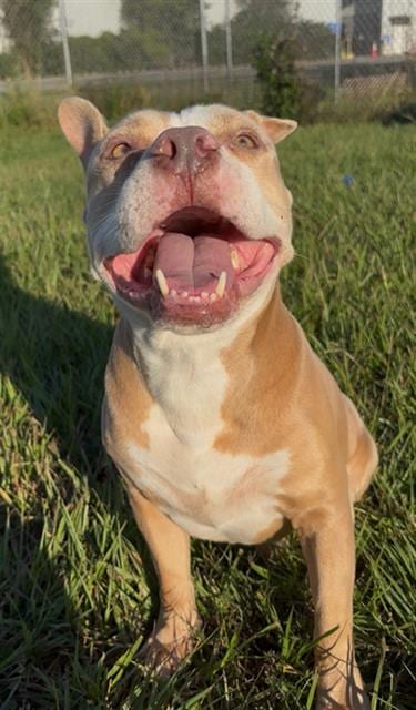 Photo of Harvey, adoptable American Bulldog in Rosenberg, Texas