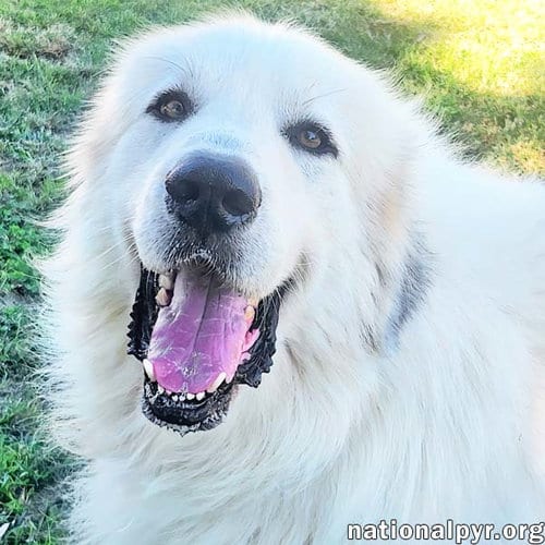Photo of River in KY - Leans In For Love, adoptable Great Pyrenees in Beacon, New York