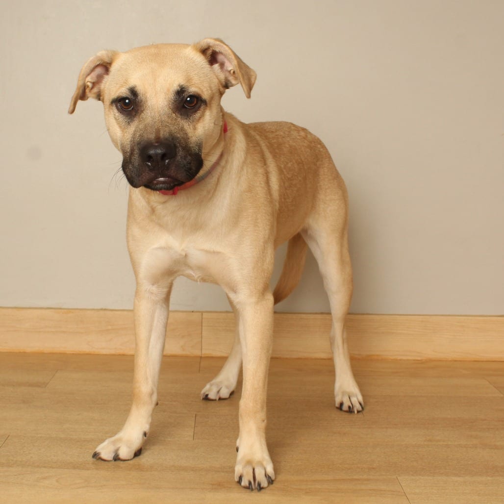Photo of Penny D68823, adoptable Terrier, American Pit Bull / Shepherd, German in Minnesota, Minnesota