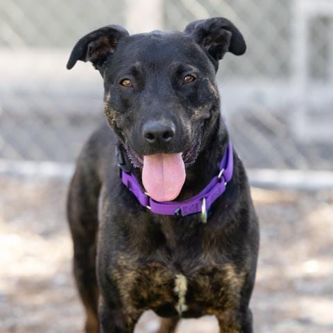 Photo of Strider, adoptable Pit Bull Terrier in Camarillo, California