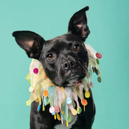 Photo of Mela, adoptable dog in Atlanta, Georgia