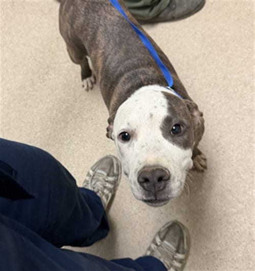 Photo of Kelly, adoptable Pit Bull Terrier in Bakersfield, California