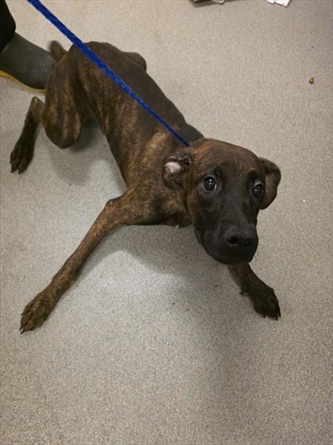 Photo of Cuco, adoptable Terrier mix in Miami, Florida
