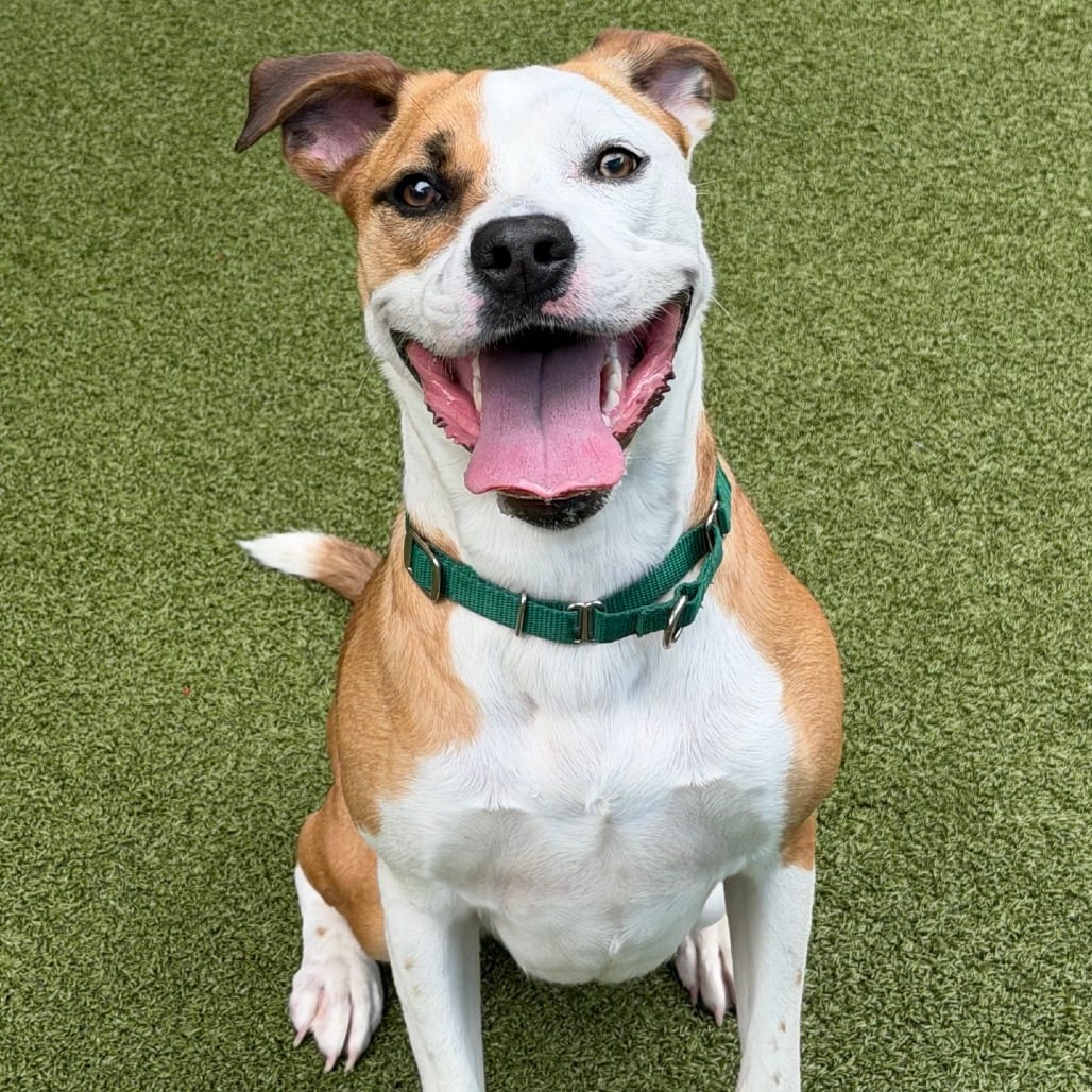 Photo of Enthusiasm, adoptable Terrier, American Pit Bull in Greensboro, North Carolina