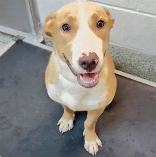 Photo of Johnny, adoptable Labrador Retriever in Houston, Texas