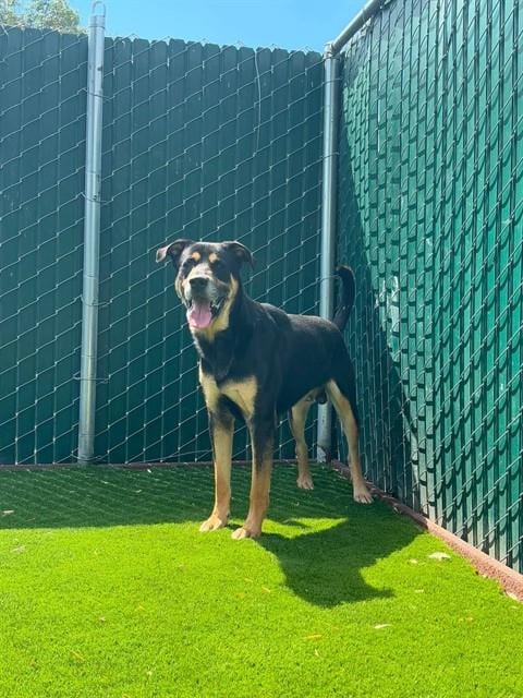 Photo of Morty, adoptable Rottweiler in San Bernardino, California