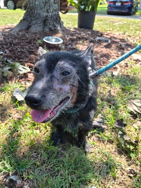 Photo of Pen Vc 13 Lowell, adoptable Terrier cross in Lawrenceville, Georgia