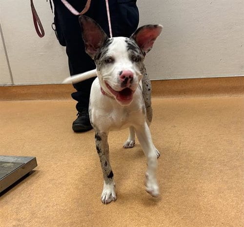 Photo of Dippin Dot, adoptable Catahoula Leopard Dog in Martinez, California