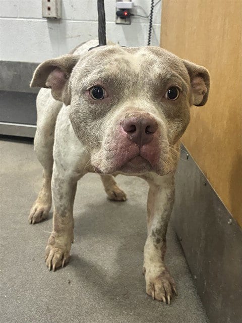 Photo of Marvin, adoptable Pit Bull Terrier in Forestville, Maryland