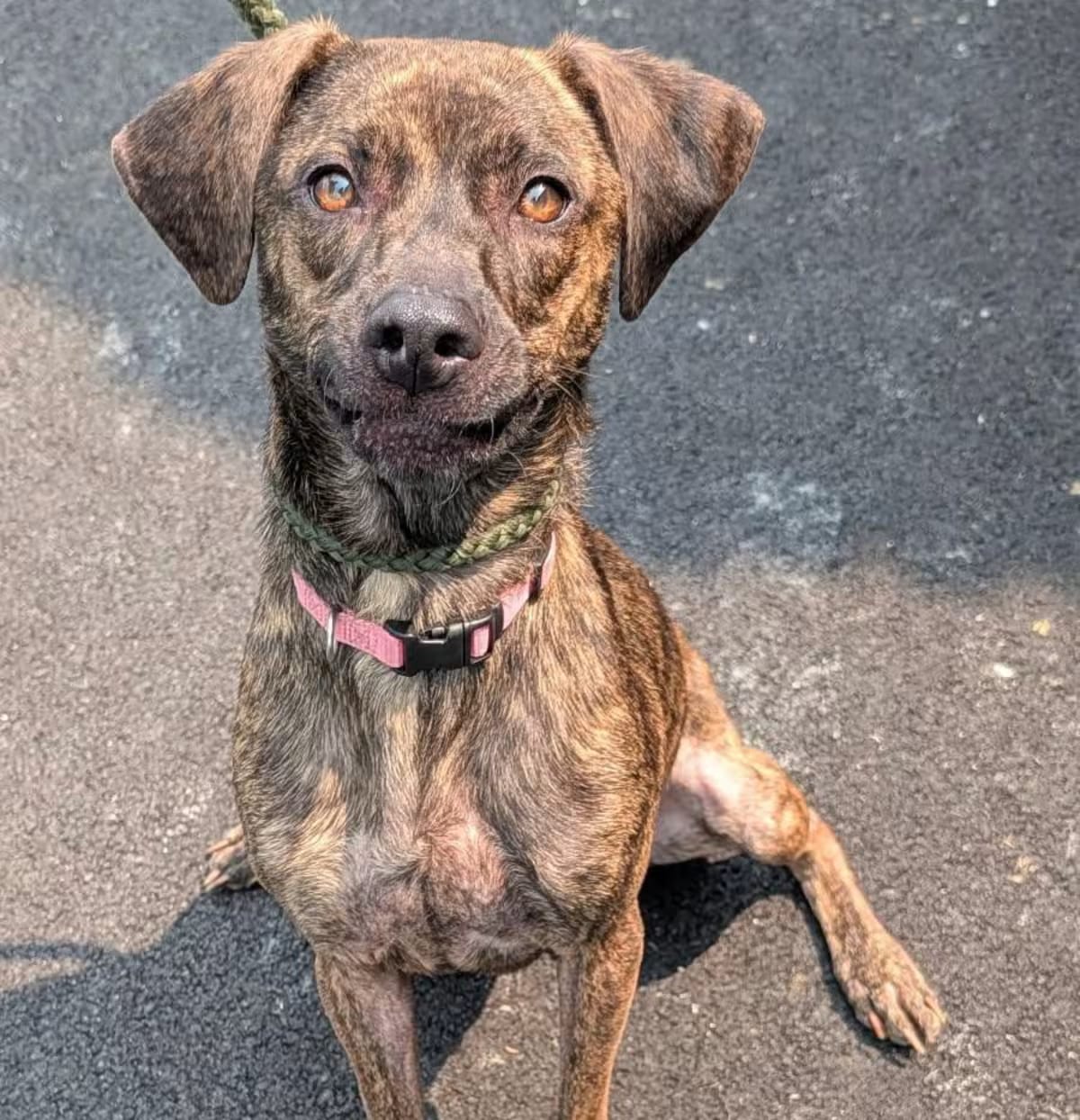 Photo of Bree, adoptable Hound (Unknown Type) Mixed Breed (Medium) in Lyons, New York