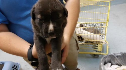 Photo of Day, adoptable Labrador Retriever in Tulsa, Oklahoma