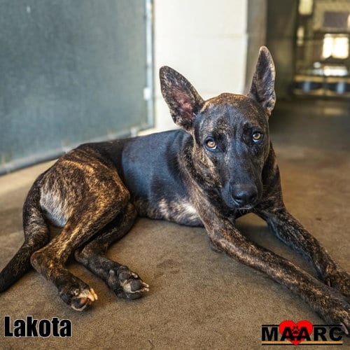 Photo of Lakota, adoptable Dutch Shepherd in Maryville, Tennessee