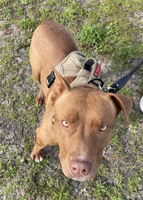 Photo of Maomao, adoptable Pit Bull Terrier in Stockton, California