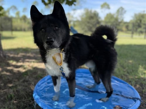 Photo of Brewer, adoptable Akita in Tavares, Florida