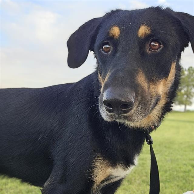Photo of Sioness, adoptable dog