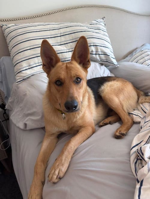 Photo of Rodney, adoptable German Shepherd Dog in Santa Barbara, California