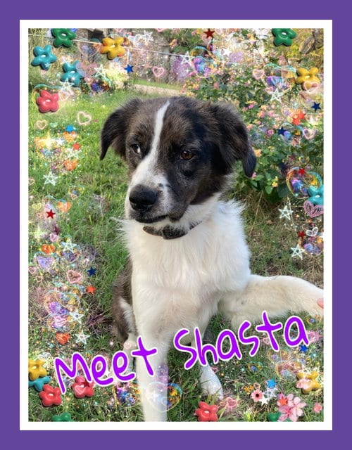 Photo of Shasta, adoptable Australian Shepherd in Pipe Creek, Texas