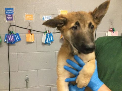 Photo of A1941050, adoptable Belgian Shepherd Malinois in Thousand Palms, California