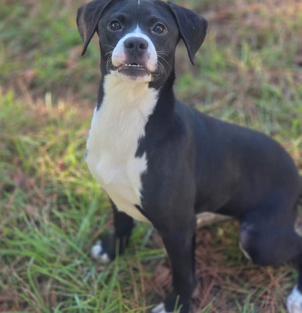 Photo of Penguin, adoptable Labrador Retriever/Terrier (Unknown Type, Medium) in Chapin, South Carolina