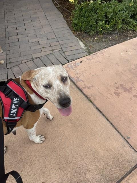 Photo of Linna, adoptable American Bulldog mix in Miami, Florida