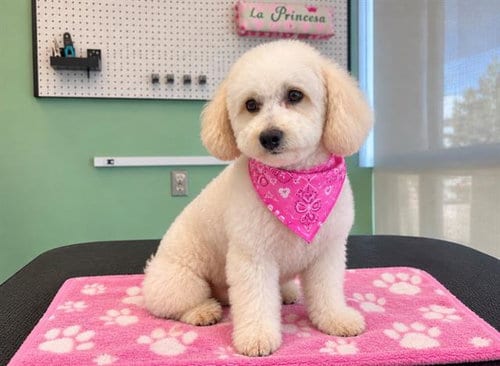 Photo of Shelby, adoptable Poodle (Miniature) in Orange, California