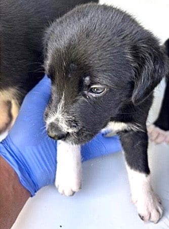 Photo of A661735, adoptable Labrador Retriever in Houston, Texas
