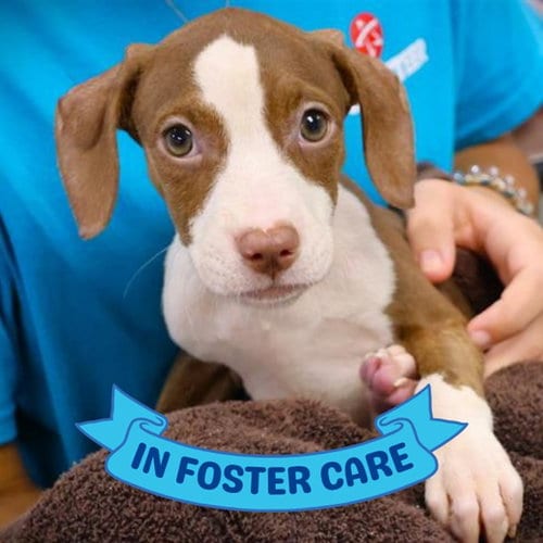 Photo of Fresca, adoptable American Pit Bull Terrier in Tallahassee, Florida