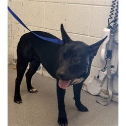 Photo of Penelope, adoptable American Pit Bull Terrier in San Bernardino, California