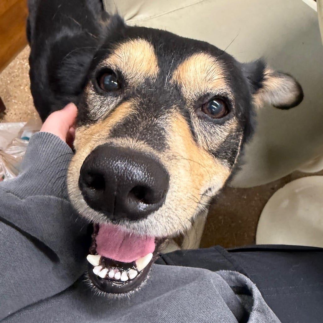 Photo of Hutch, adoptable Husky / Husky in Skokie, Illinois